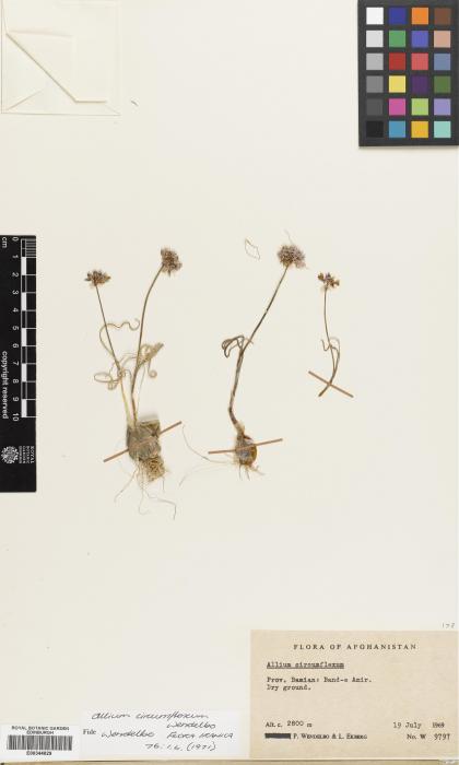 Allium circumflexum image