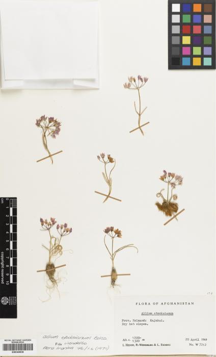 Allium stocksianum image