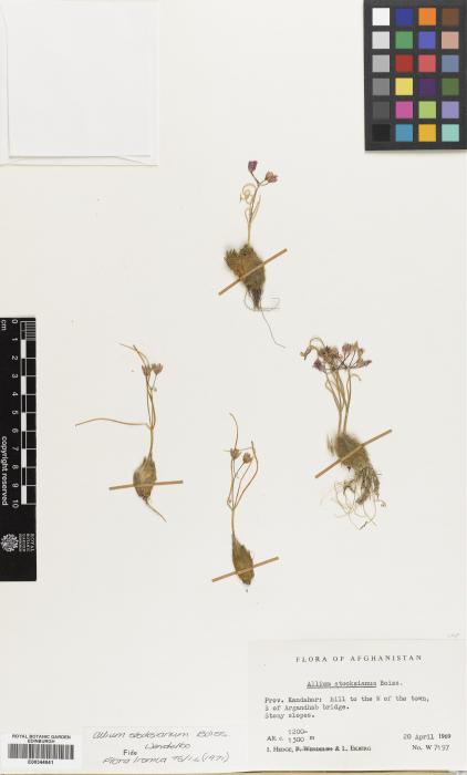 Allium stocksianum image