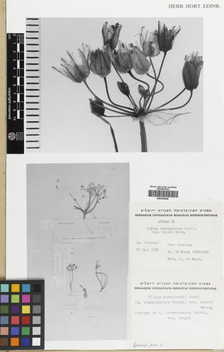 Allium borszczowii image