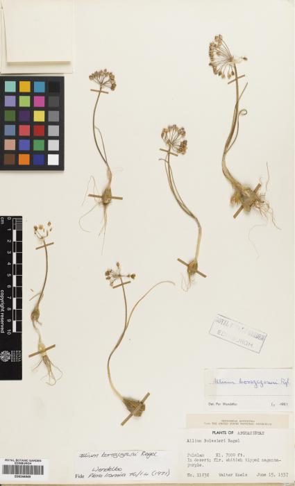 Allium borszczowii image