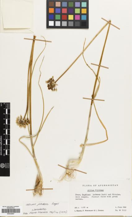 Allium filidens image