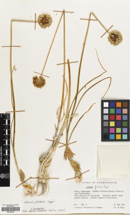 Allium filidens image