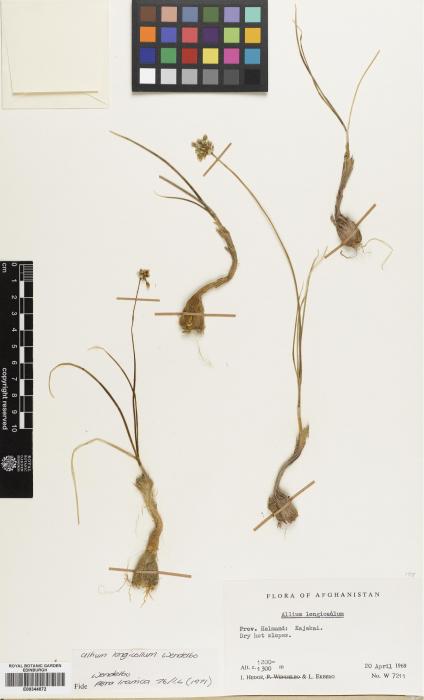 Allium longicollum image