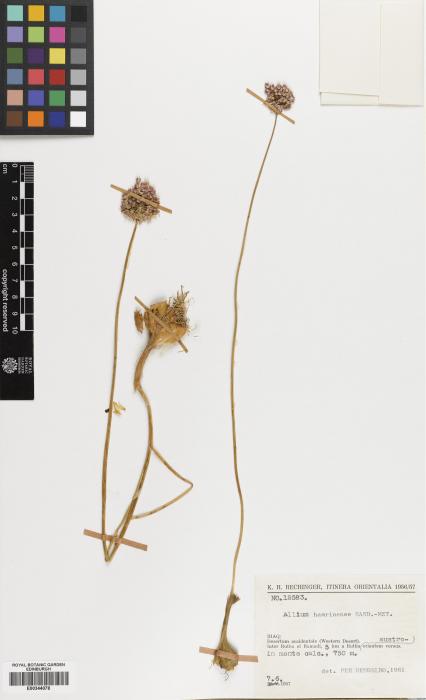 Allium hamrinense image