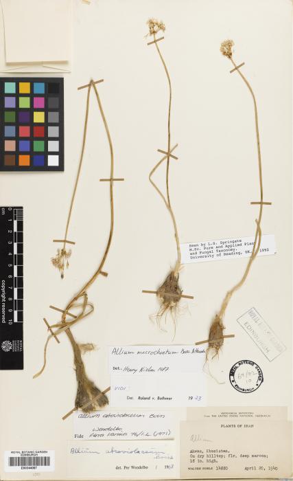 Allium macrochaetum image
