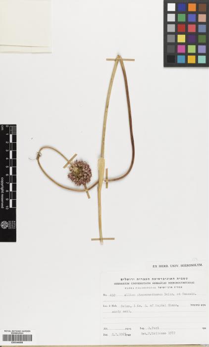 Allium phanerantherum image