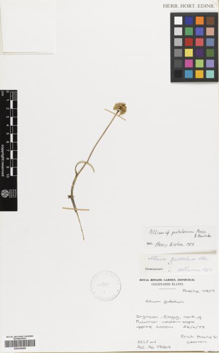 Allium pustulosum image