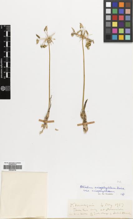 Allium longisepalum image