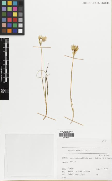 Allium erdelii image