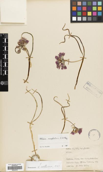 Allium oreophilum image