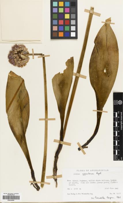 Allium giganteum image