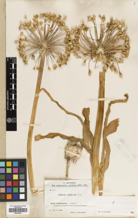 Allium caspium image