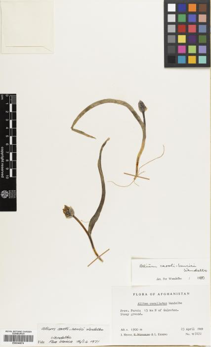 Allium caroli-henrici image