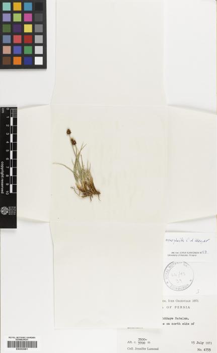 Carex oreophila image
