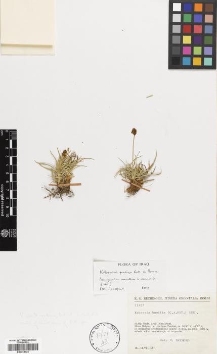 Carex alatauensis image