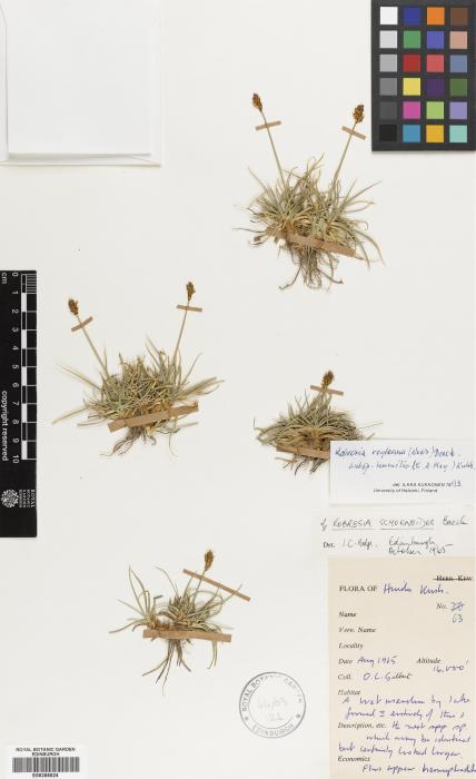 Carex kokanica image