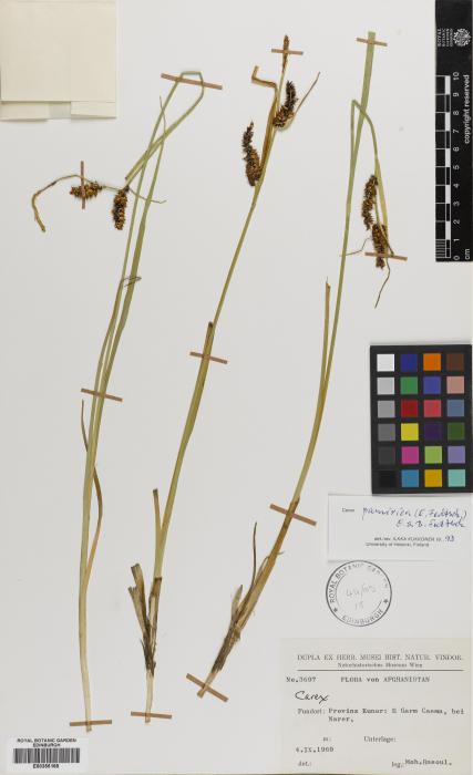 Carex pamirensis image