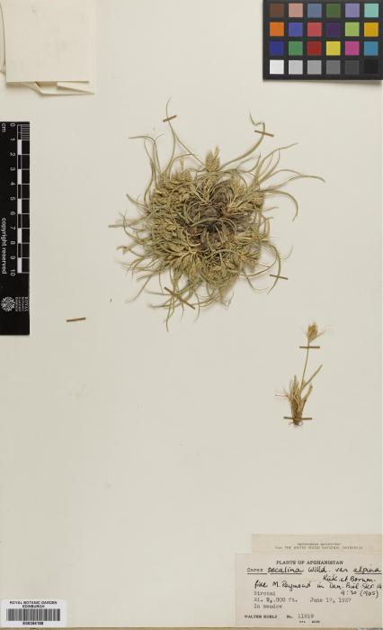 Carex hordeistichos image