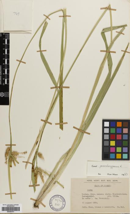 Carex polysticha image