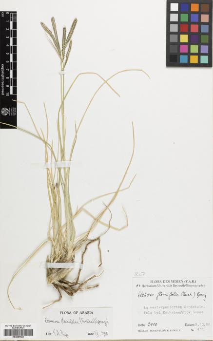 Eleusine floccifolia image