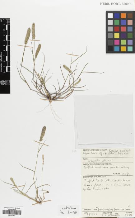 Eragrostis lepida image