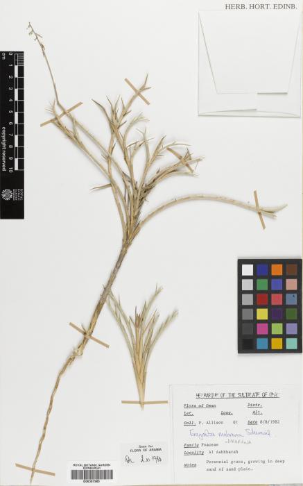 Eragrostis mahrana image