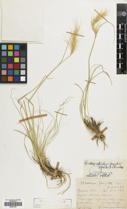 Psathyrostachys fragilis subsp. secaliformis image