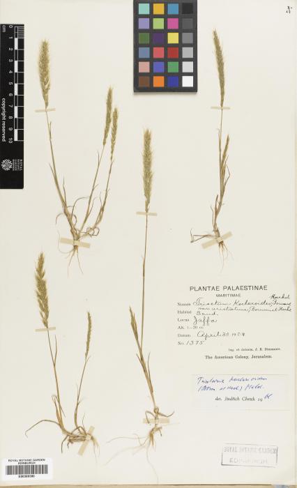 Trisetaria koelerioides image