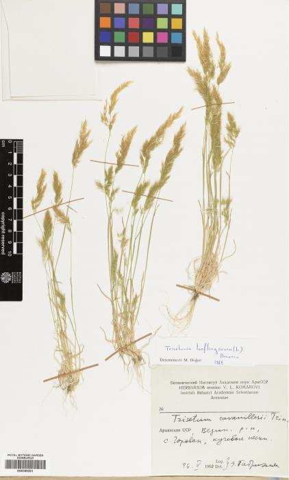 Trisetaria loeflingiana image