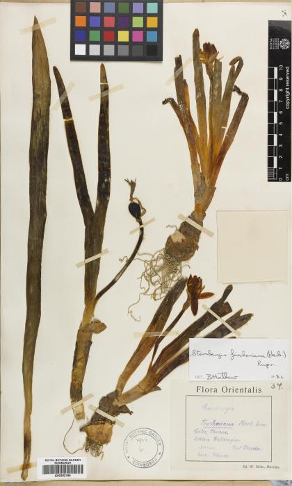 Sternbergia vernalis image