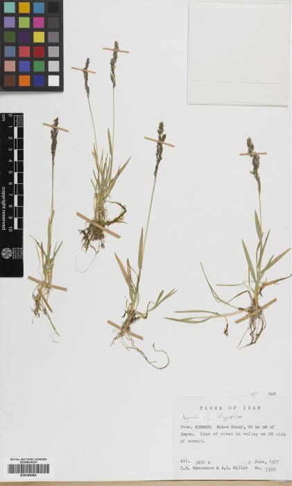 Agrostis agrostidiformis image