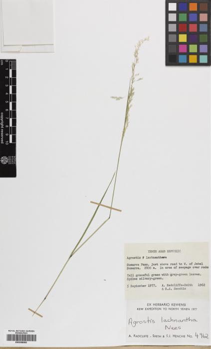 Agrostis lachnantha image