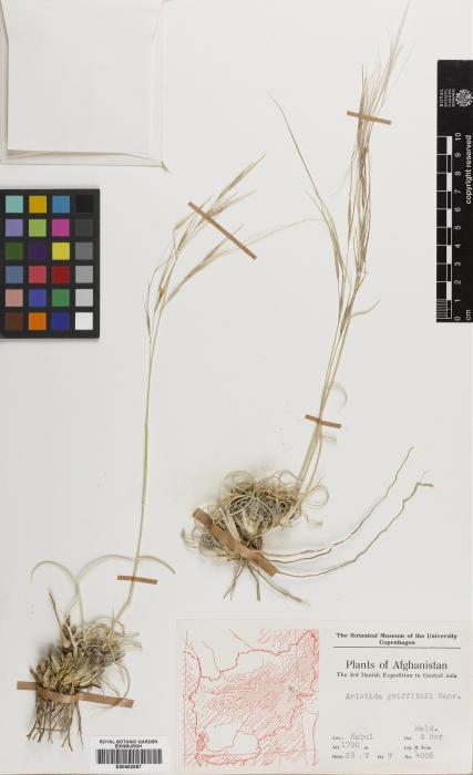 Stipagrostis griffithii image
