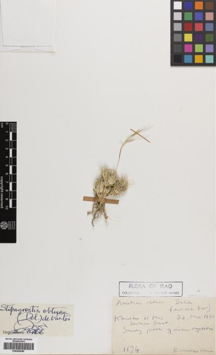 Stipagrostis obtusa image