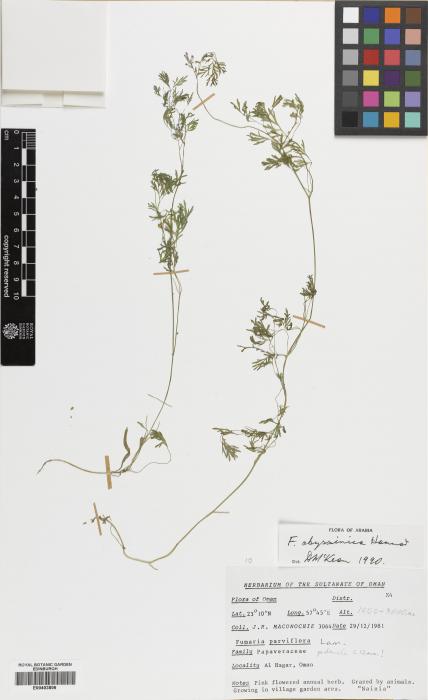 Fumaria abyssinica image