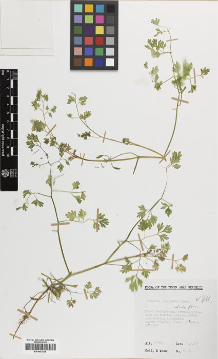 Papaveraceae image