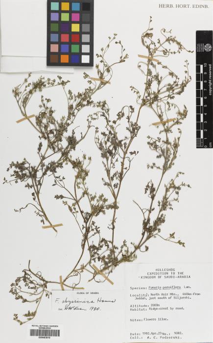 Papaveraceae image