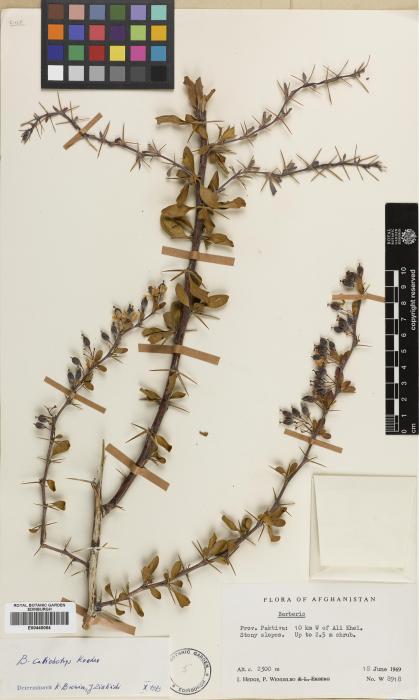 Berberis calliobotrys image