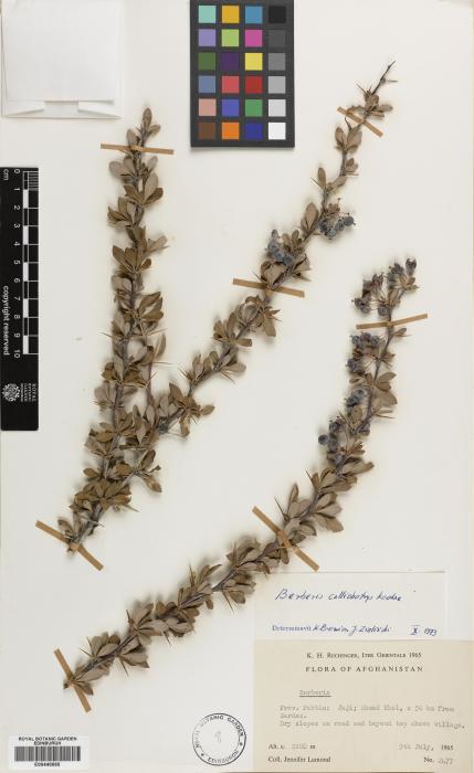 Berberis calliobotrys image
