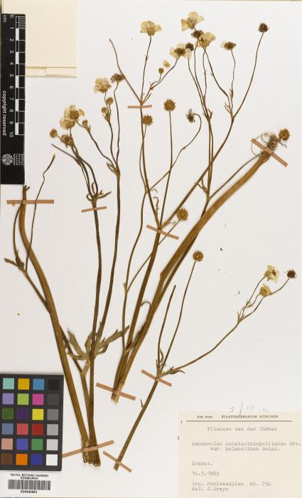 Ranunculus constantinopolitanus image
