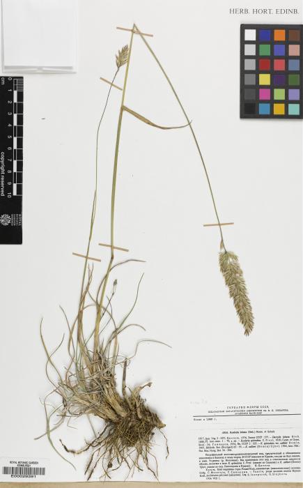 Koeleria dasyphylla image