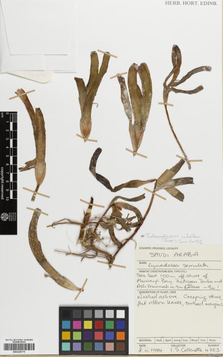 Thalassodendron ciliatum image