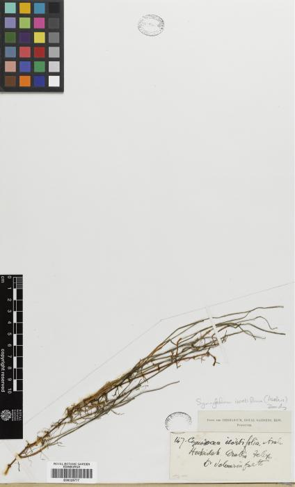 Syringodium isoetifolium image