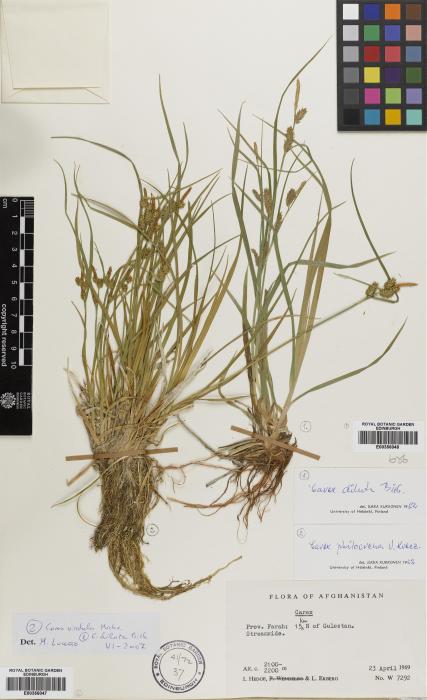 Carex diluta image