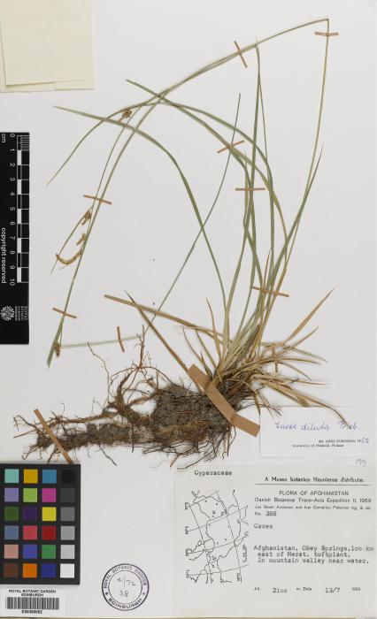 Carex diluta image