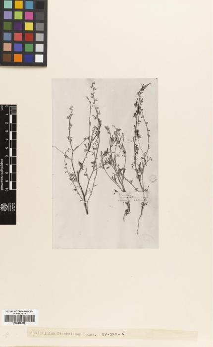 Delphinium stocksianum image