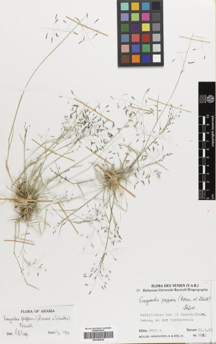 Eragrostis papposa image