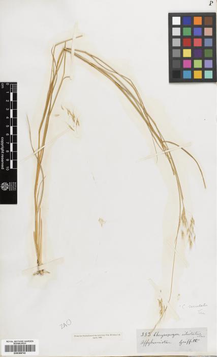 Chrysopogon serrulatus image