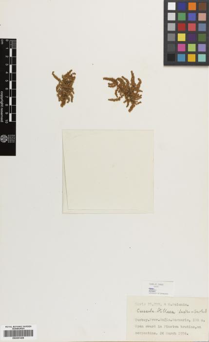 Crassula alata subsp. pharnaceoides image